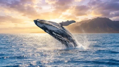whale symbolism
